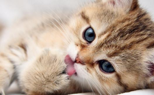 動物疫病診斷儀：貓弓形蟲是什么？