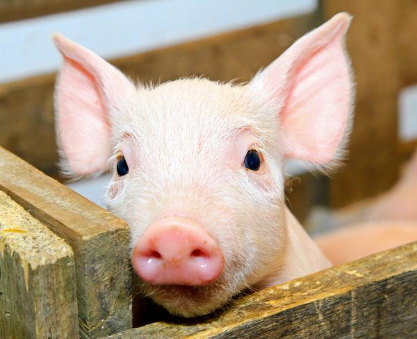 非洲豬瘟檢測儀有哪些型號？