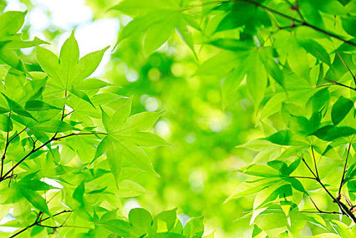 光合作用測(cè)量系統(tǒng)探究植物的秘密 光合作用測(cè)量系統(tǒng)探究植物的秘密