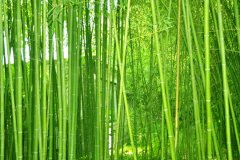 植物株高要如何測量？