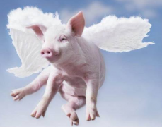 如何在屠宰環(huán)節(jié)做好非洲豬瘟的檢測(cè)工作？